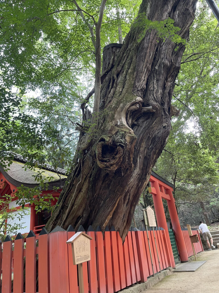 水谷神社の寄生木(やどりぎ)